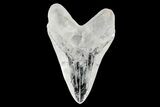 Realistic, 7.4" Carved Quartz Megalodon Tooth - Replica - #202073-1